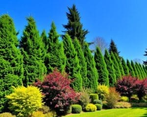 Creëer Een Natuurlijke Schutting met Deze Bomen