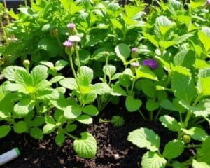 Potgrond: Voor sterke en gezonde planten