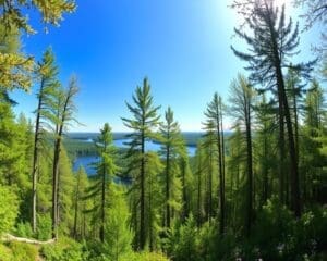 Natuur bewonderen in de ongerepte bossen van Finland