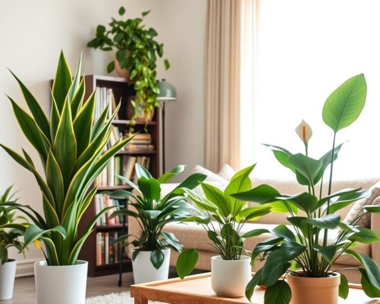 Welke kamerplanten zijn onderhoudsarm?